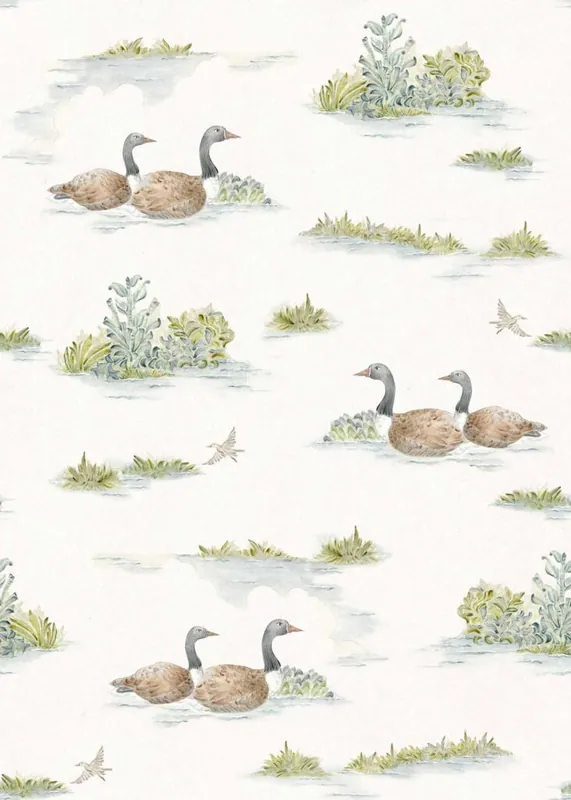 Mallard Duck