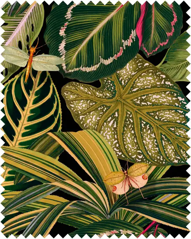 AMAZONIA-FB00005